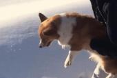 疯狂的主人把狗扔出了飞机。